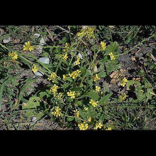 Rapistrum rugosum (L.) All., 1785 © DALMAS Jean-Pierre