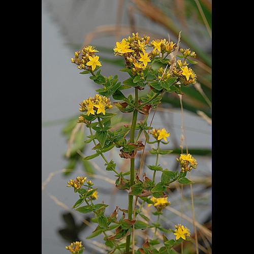 Hypericum tetrapterum Fries &copy; DALMAS Jean-Pierre