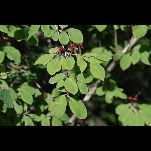 Lonicera xylosteum L. &copy; DALMAS Jean-Pierre