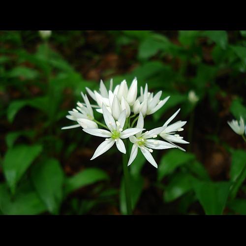 Allium ursinum L. subsp. ursinum © GARDET Sandrine