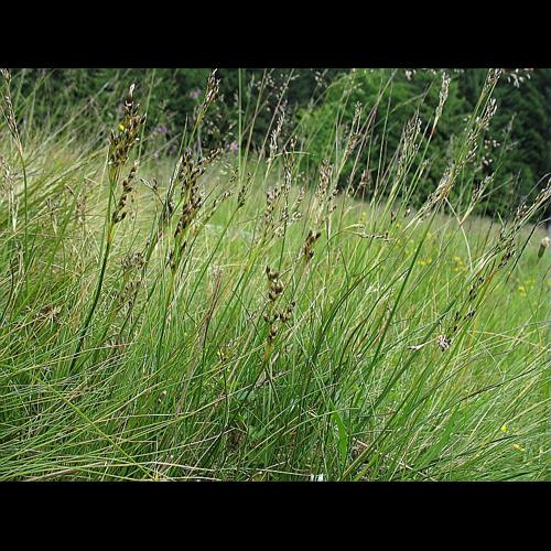Juncus squarrosus L. © BILLARD Gilbert