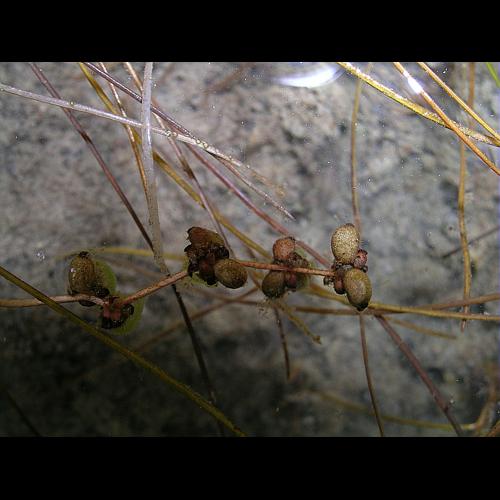 Potamogeton filiformis Pers. © VILLARET Jean-Charles