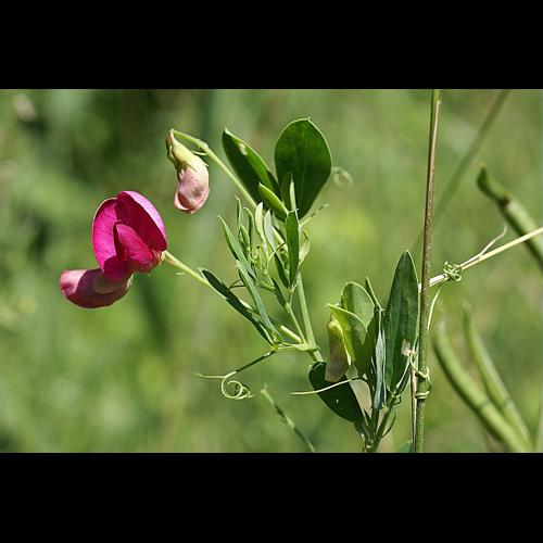 Lathyrus tuberosus L., 1753 © PACHES Gilles