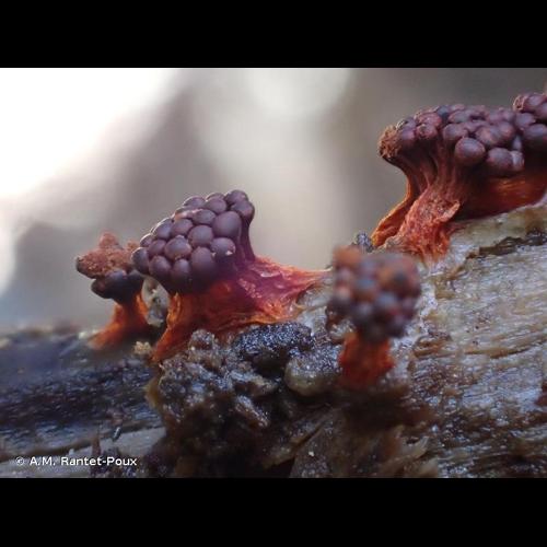 <i>Metatrichia vesparium</i> (Batsch) Nann.-Bremek. ex G.W.Martin & Alexop., 1969 © A.M. Rantet-Poux