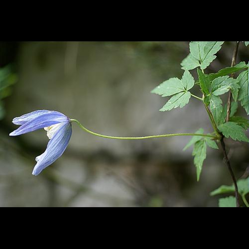 Clematis alpina (L.) Miller © PACHES Gilles