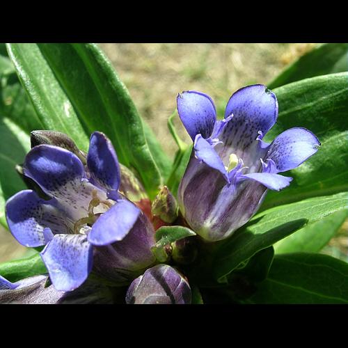 Gentiana cruciata L. © VILLARET Jean-Charles