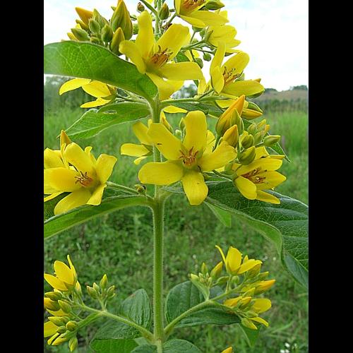 Lysimachia vulgaris L., 1753 © VILLARET Jean-Charles