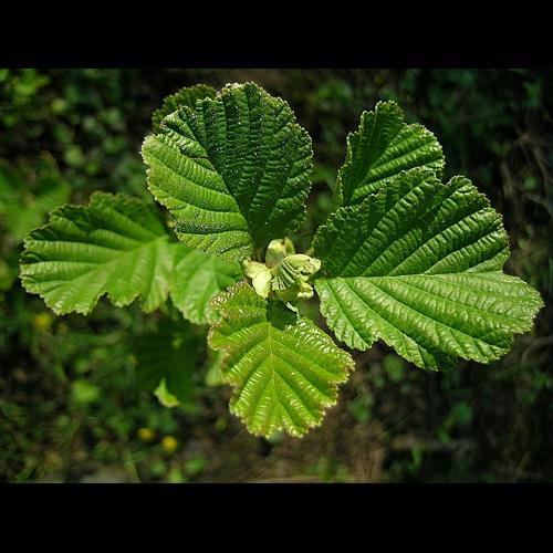 Alnus glutinosa (L.) Gaertn. &copy; VILLARET Jean-Charles