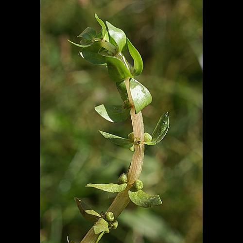 Elatine alsinastrum L. © PACHES Gilles