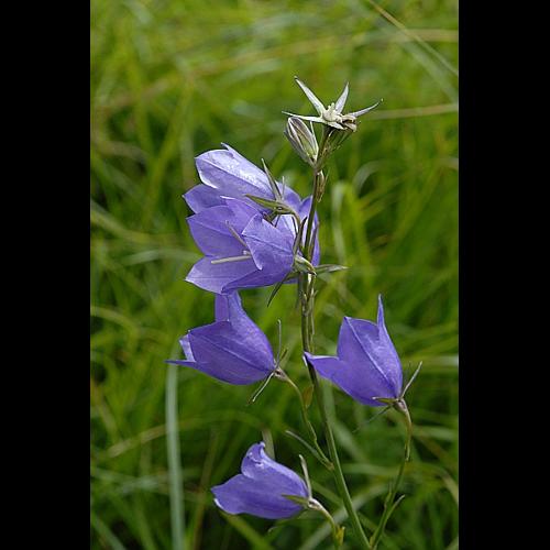 Campanula persicifolia L. © DALMAS Jean-Pierre