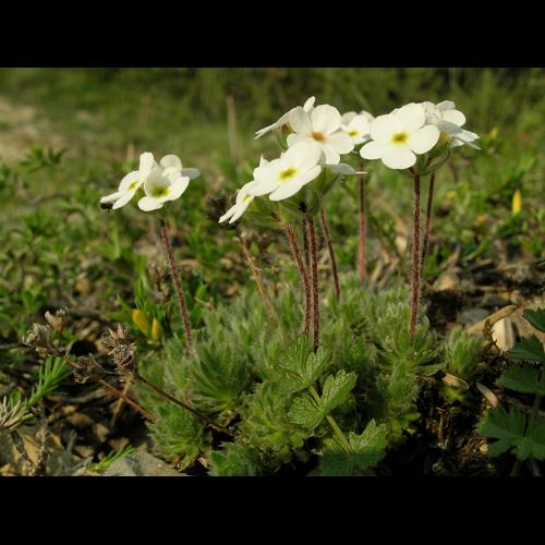 Androsace villosa L. © VILLARET Jean-Charles