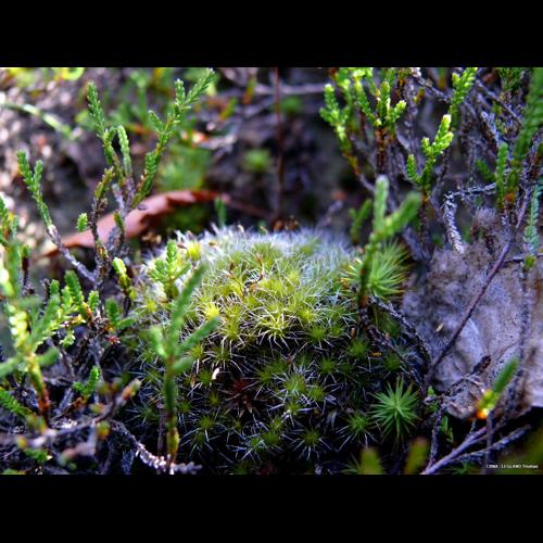 Campylopus introflexus (Hedw.) Brid. &copy; LEGLAND Thomas