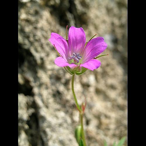 Geranium columbinum L. © VILLARET Jean-Charles