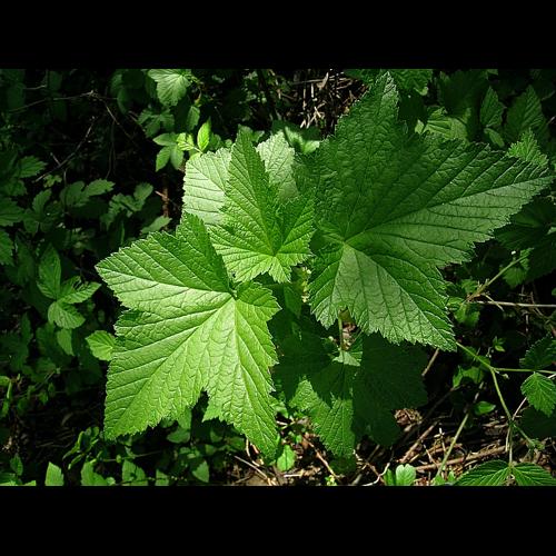 Ribes rubrum L. © VILLARET Jean-Charles