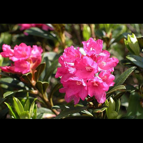 Rhododendron ferrugineum L. © VILLARET Jean-Charles