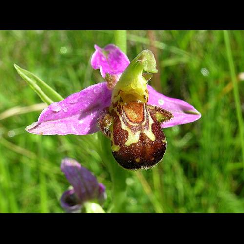Ophrys apifera Hudson © VILLARET Jean-Charles