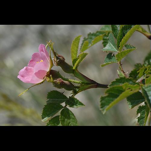 Rosa rubiginosa L., 1771 © DALMAS Jean-Pierre