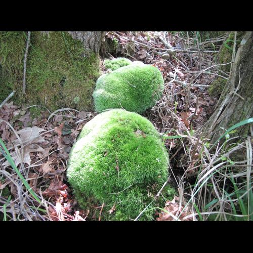 Leucobryum glaucum (Hedw.) Angstr. © BILLARD Gilbert
