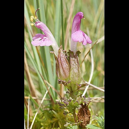 Pedicularis sylvatica L. &copy; BONNET Véronique
