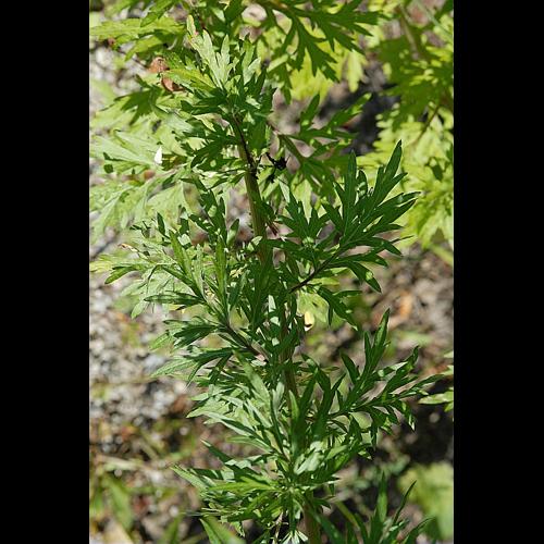 Artemisia vulgaris L. &copy; DALMAS Jean-Pierre