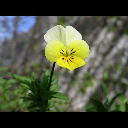 Viola tricolor L. © VILLARET Jean-Charles