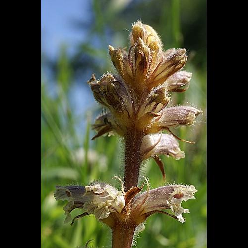 Orobanche minor Sm. in Sowerby © PACHES Gilles