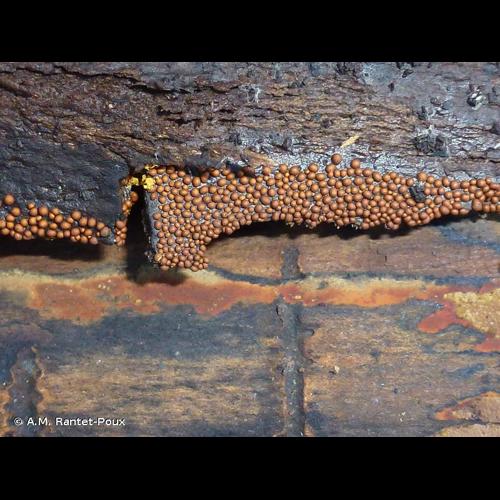 <i>Perichaena corticalis</i> (Batsch) Rostaf., 1875 © A.M. Rantet-Poux