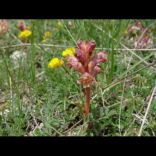 Orobanche caryophyllacea Sm. &copy; ABDULHAK Sylvain