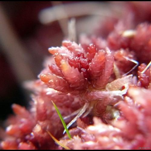 Sphagnum magellanicum Brid. © LEGLAND Thomas