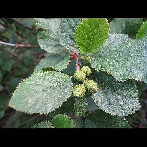 Alnus alnobetula (Ehrh.) K.Koch subsp. alnobetula © BILLARD Gilbert