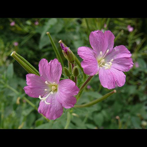Epilobium hirsutum L. © VILLARET Jean-Charles