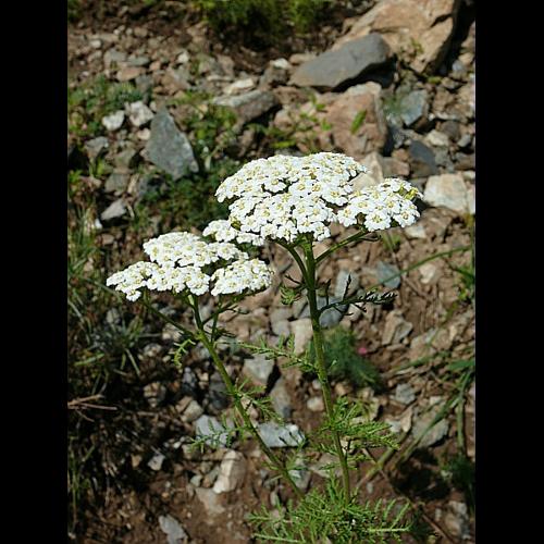 Achillea nobilis L., 1753 &copy; VILLARET Jean-Charles