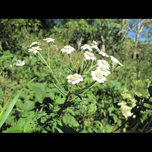 Achillea ptarmica L. subsp. ptarmica © BILLARD Gilbert