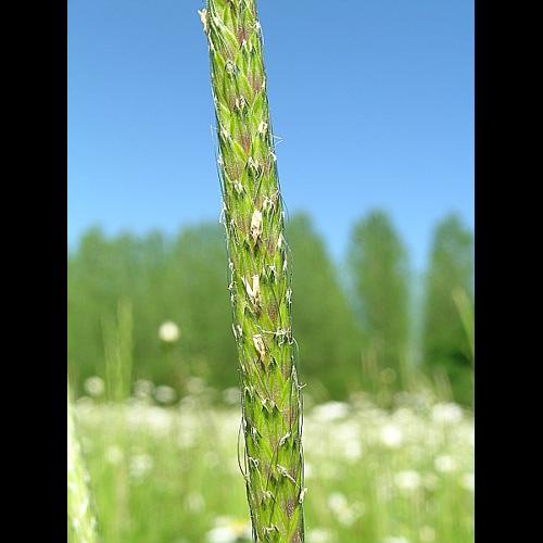 Alopecurus myosuroides Hudson. &copy; VILLARET Jean-Charles