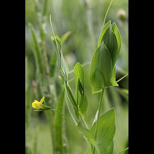 Lathyrus aphaca L., 1753 © PACHES Gilles