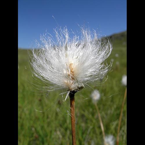 Eriophorum vaginatum L. © VILLARET Jean-Charles