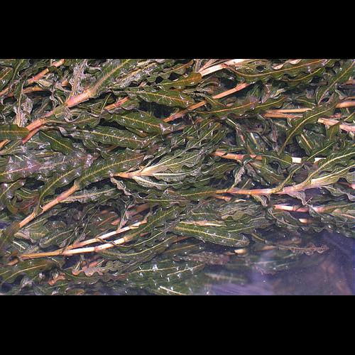 Potamogeton crispus L. © VILLARET Jean-Charles