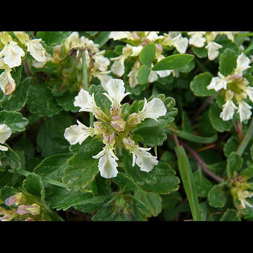 Teucrium pyrenaicum L. © VILLARET Jean-Charles