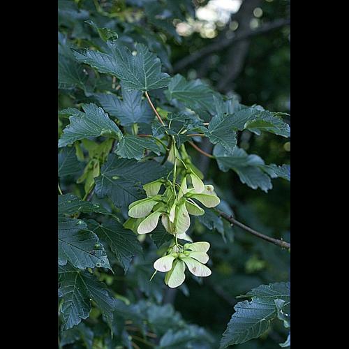 Acer pseudoplatanus L. &copy; PACHES Gilles