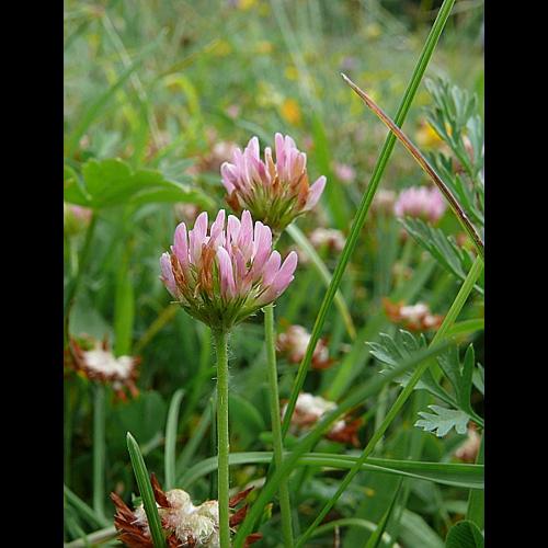 Trifolium fragiferum L. © VILLARET Jean-Charles