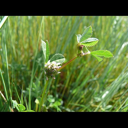 Trifolium glomeratum L. © VILLARET Jean-Charles