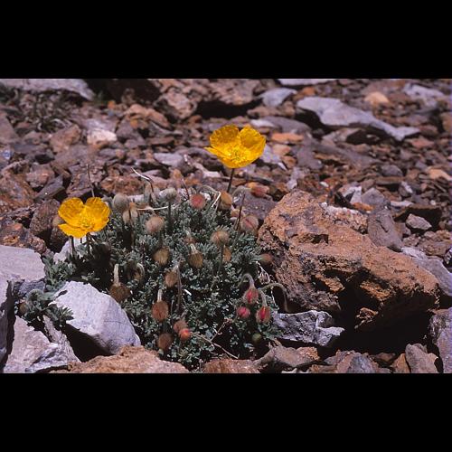 Papaver aurantiacum Loisel. [1809] &copy; BILLARD Gilbert