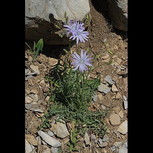 Lactuca perennis L., 1753 © DALMAS Jean-Pierre