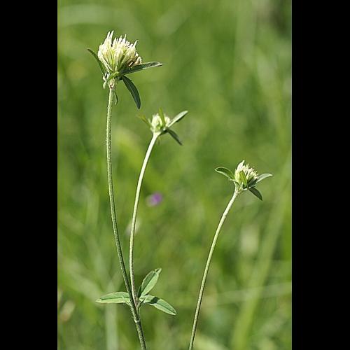 Trifolium ochroleucon Hudson © PACHES Gilles