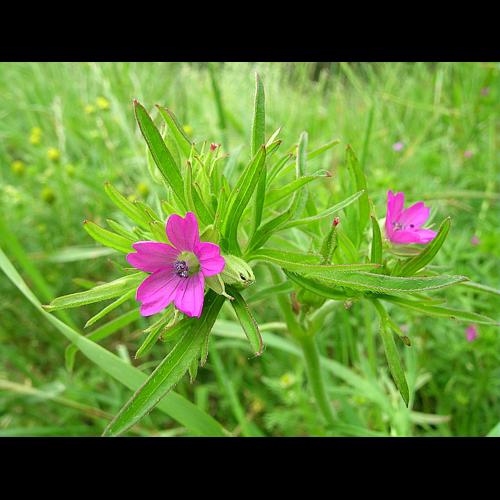 Geranium dissectum L. &copy; VILLARET Jean-Charles