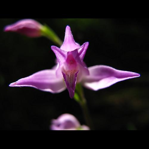 Cephalanthera rubra (L.) Rich., 1817 © BILLARD Gilbert
