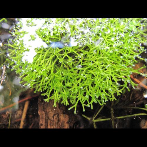 Riccia fluitans L. &copy; BILLARD Gilbert