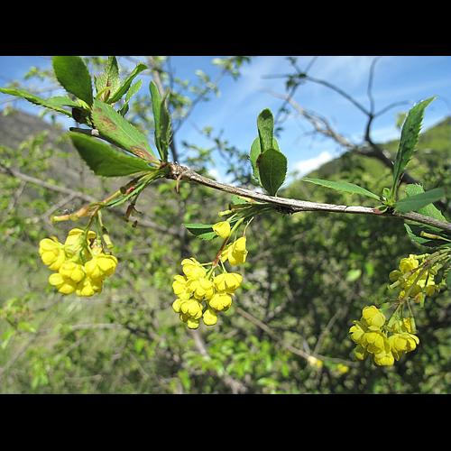 Berberis vulgaris L., 1753 © BILLARD Gilbert