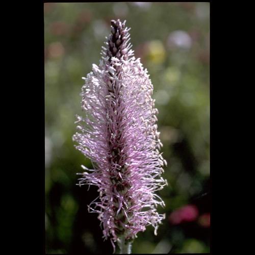 Plantago media L. &copy; TROIN Marc