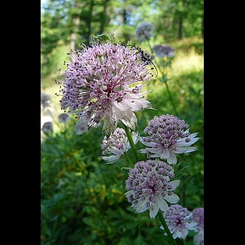 Astrantia major L., 1753 © GARRAUD Luc